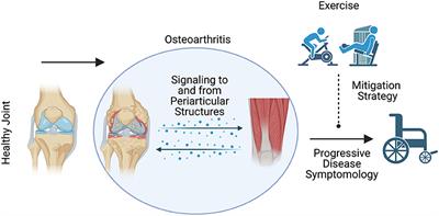 Osteoarthritis Progression: Mitigation and Rehabilitation Strategies